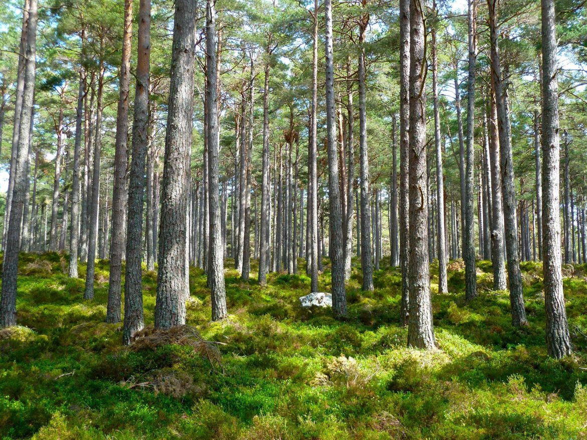 QUÍMICA: Troca de prótons em membrana com hidrogênio será a nova forma revolucionária para produzir combustíveis sustentáveis sem emissão de CO2! Entenda como esta tecnologia funciona! - Canva