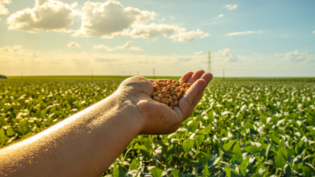 O fenômeno climático El Niño pode beneficiar o regime de chuvas no país sul-americano, levando a um aumento na produção de farelo de soja.