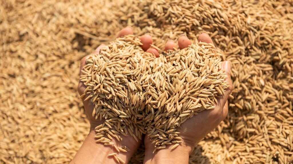 Autorizada construção de usina que converte casca de arroz em fonte de energia