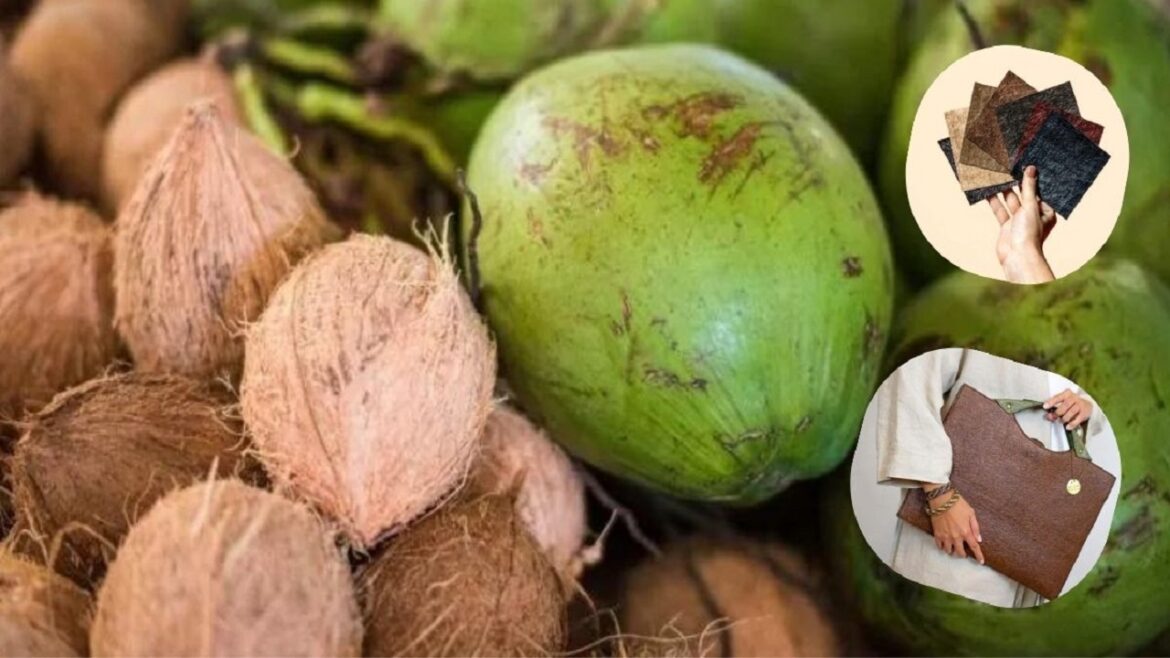 Empresa produz couro utilizando água de coco e impressiona indústria