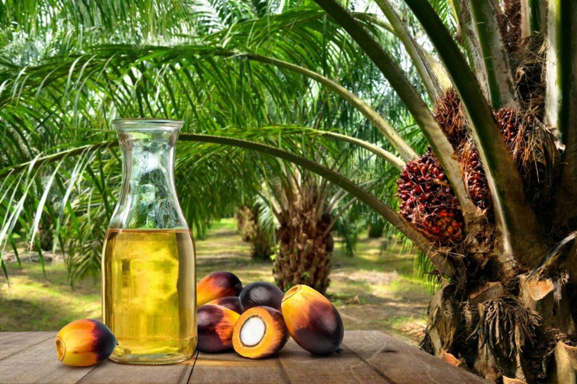 O óleo de palma é uma matéria-prima muito eficiente para a produção de biocombustíveis, por ter um rendimento 10x maior do que a soja.