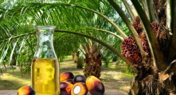Grupo BBF investe 2,2 bilhões em biorrefinaria para produzir biocombustíveis de segunda geração