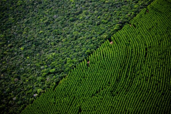 BNDES investe pesado! Veracel recebe R$ 200 milhões para plantar eucalipto na Bahia e gerar novos empregos
