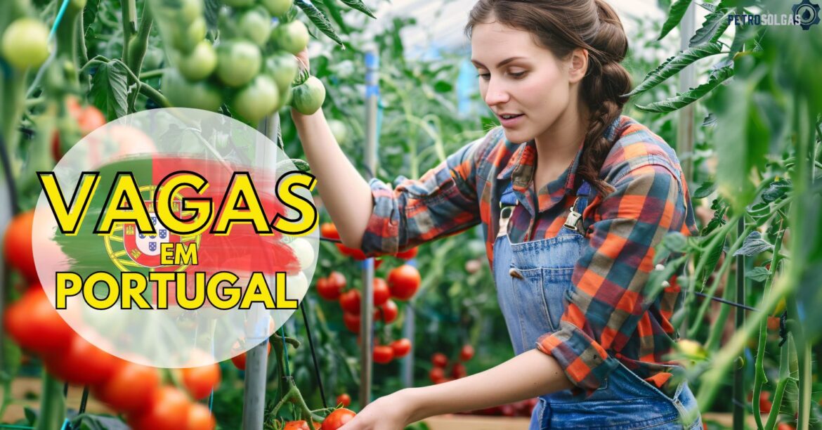 Trabalhe fora do Brasil Portugal abre mais de 300 vagas para atuar em colheita de tomates