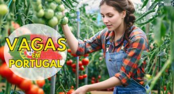 Trabalhe fora do Brasil: Portugal abre mais de 300 vagas para atuar em colheita de tomates