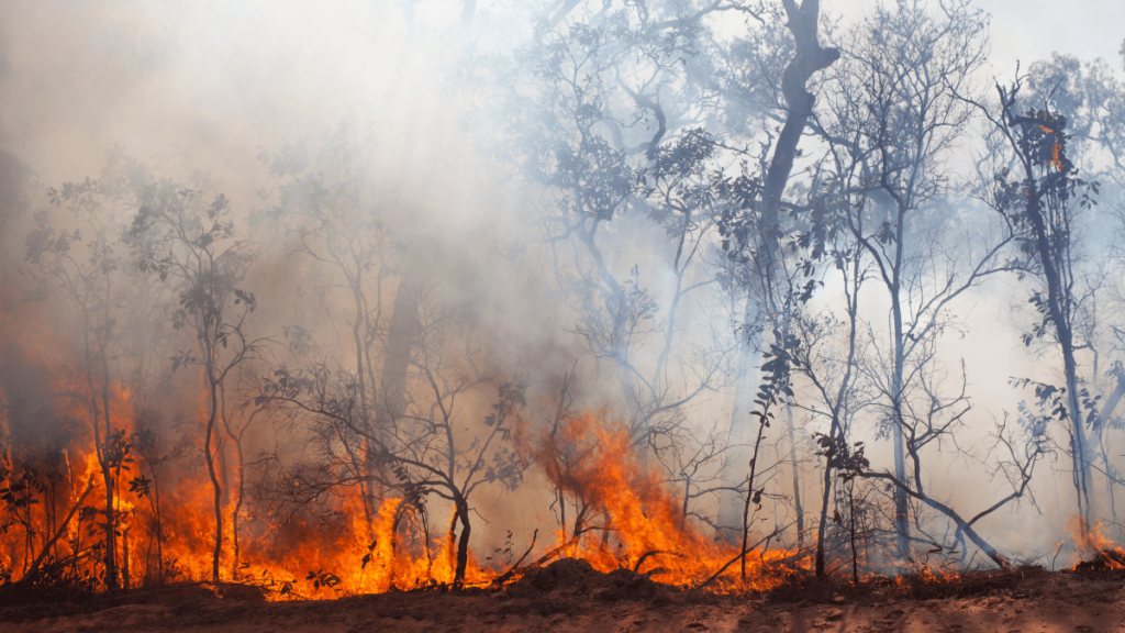 O governador de São Paulo estima prejuízos superiores a R$ 1 bilhão devido aos incêndios que devastaram o agronegócio no estado.