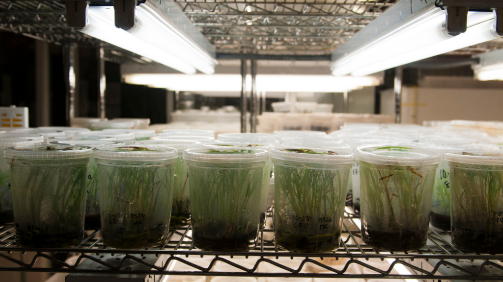 Eletroagricultura usa eletricidade para cultivar plantas sem luz solar, oferecendo uma solução mais eficiente e sustentável para a agricultura.