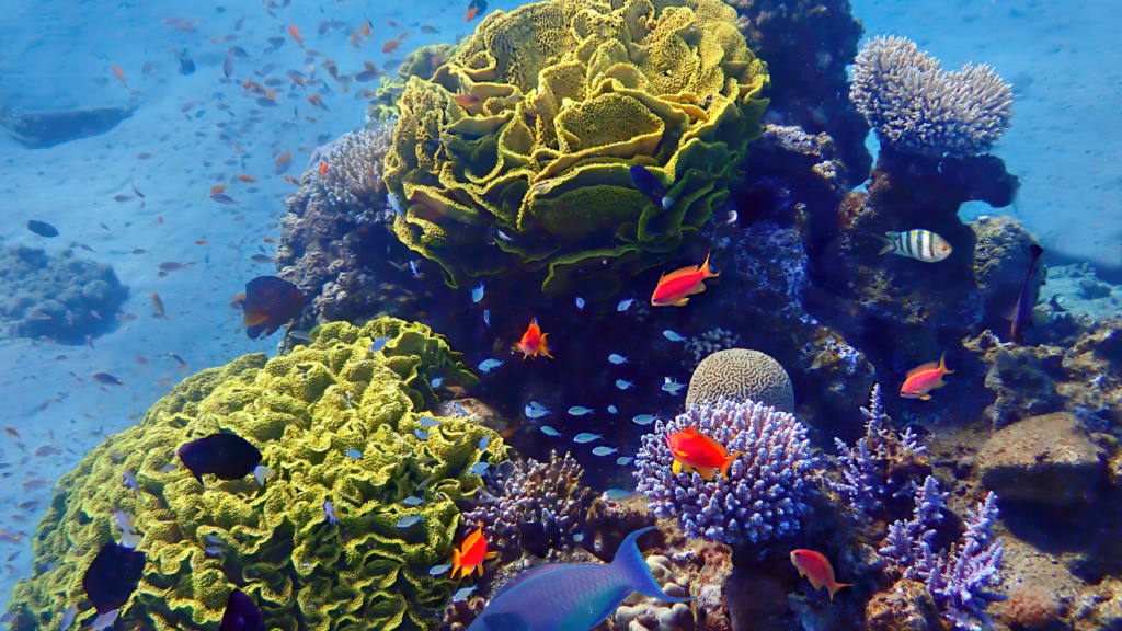 ExxonMobil Brasil e Marinha do Brasil firmam acordo milionário para prevenir a invasão de espécies não-nativas na costa brasileira.